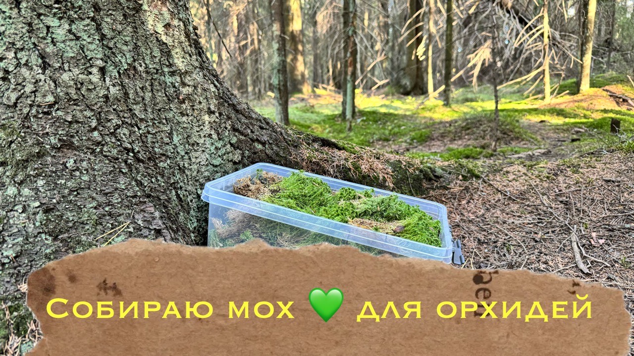 Собираю мох для орхидей, совмещаю полезное с приятным 💚 #phal #уходзаорхидеей #каквыращиватьорхидею