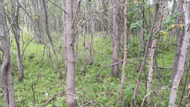 Земельные участки по 15 соток на ж/д станции Пяйве, Мурманская область