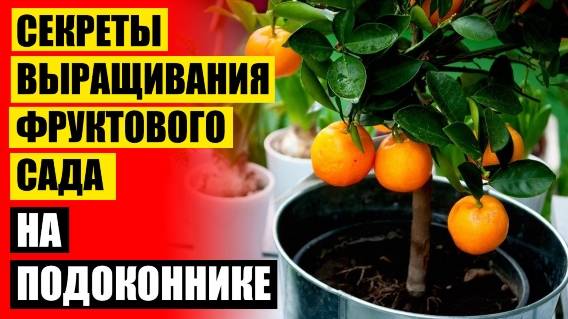 🔴 Карликовые плодовые деревья для дома 🔔 Декоративные деревья для дома купить 💡