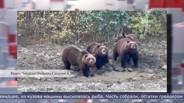 Медведи выстроились за рыбой в Поронайском районе