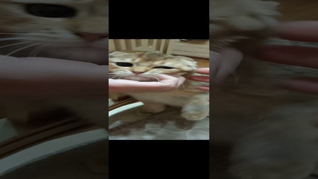 Фрося даёт лапку
