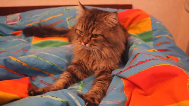 Кот дерет одеяло