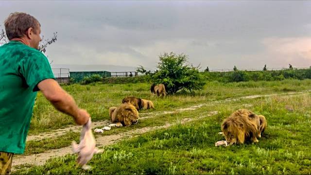 Олег Зубков кормит своих ЛЬВОВ и ТИГРОВ под проливеым дождем!