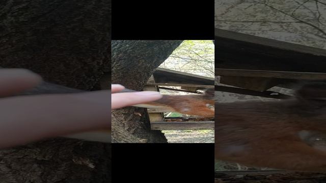 Поймать Белку