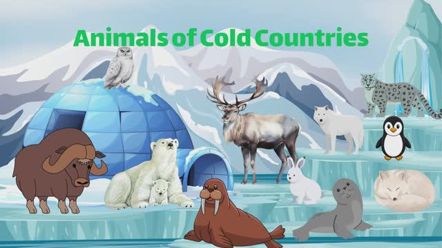 Животные Холодных Стран / Animals of Cold Countries / Животные для детей на английском