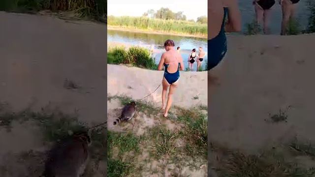 прогулка с енотом