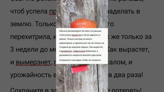 Одна горсть горчицы и мои грядки больше не узнать, урожай удвоился с каждой сотки!