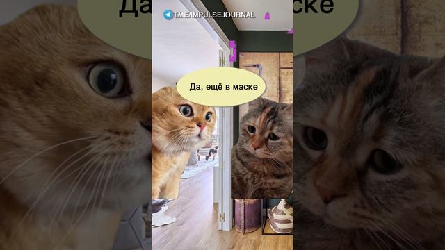 Две очереди #мыкотики #вмем #разговор #анекдот #шутки #кот #юмор #смешное #прикольно #мемы #cat