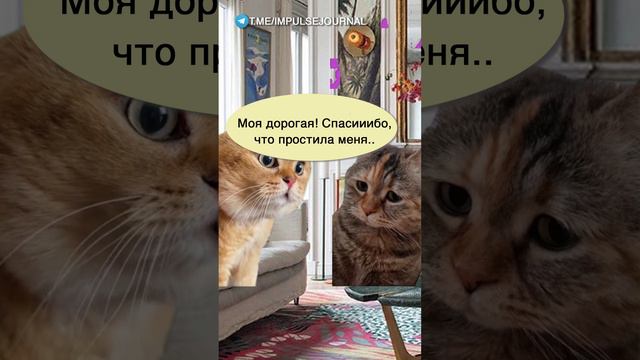 От любви #мыкотики #вмем #разговор #анекдот #шутки #кот #юмор #смешное #прикольно #мемы #cat