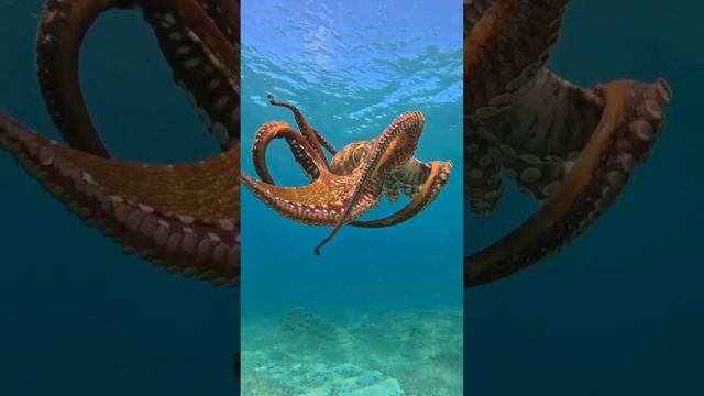 Have you ever seen an octopus dance
https://animalsnewsworld.com