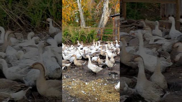 Гусиная диета: от скучного зерна к изысканным овощам с грядки🥦🥕🥔