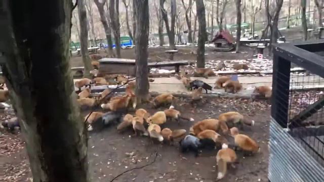 Время кормежки на лисьей ферме