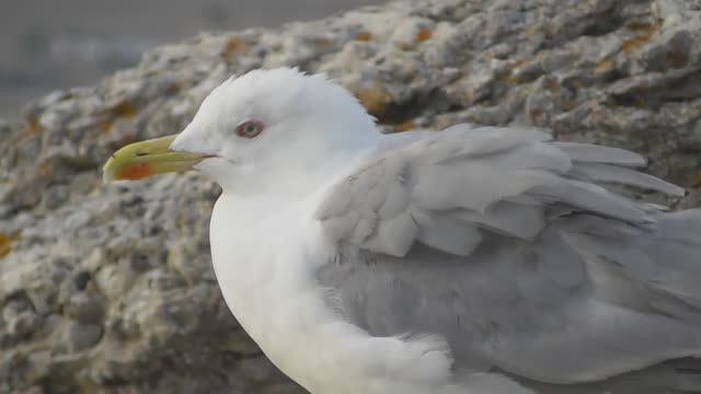 Чайка хохотунья. Взрослая птица  ( Larus cachinnans )