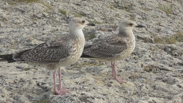 Чайка хохотунья. Молодая птица ( Larus cachinnans )