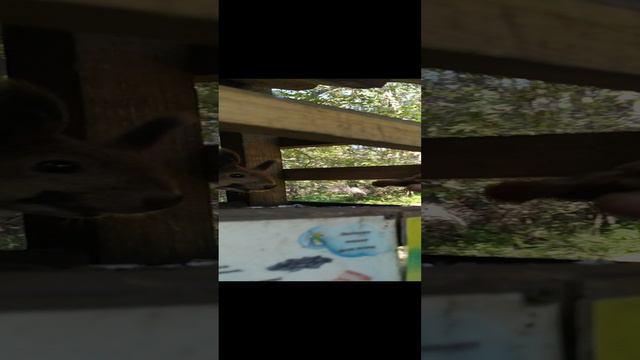 Бурундук уплетает семки и Зомби белка 😁