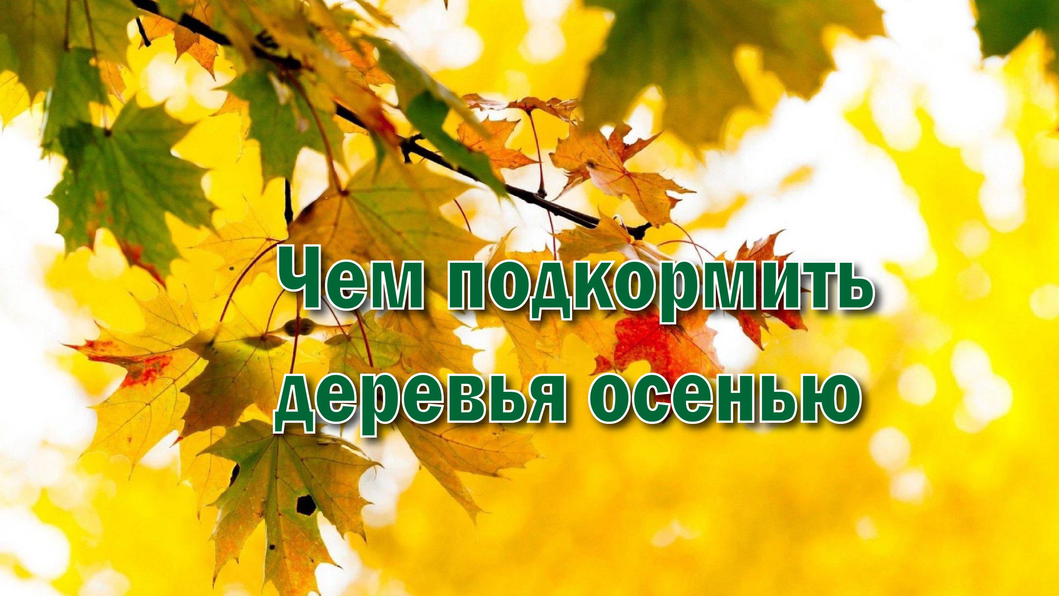 ЧЕМ ПОДКОРМИТЬ ДЕРЕВЬЯ И КУСТАРНИКИ ОСЕНЬЮ, ЧТОБЫ ХОРОШО ПЕРЕЗИМОВАЛИ.