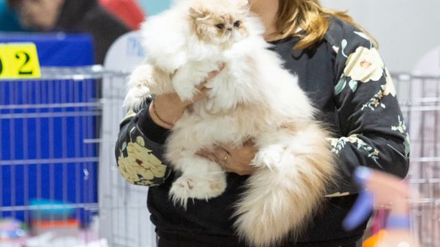 Кошки разные нужны,
Кошки разные важны!