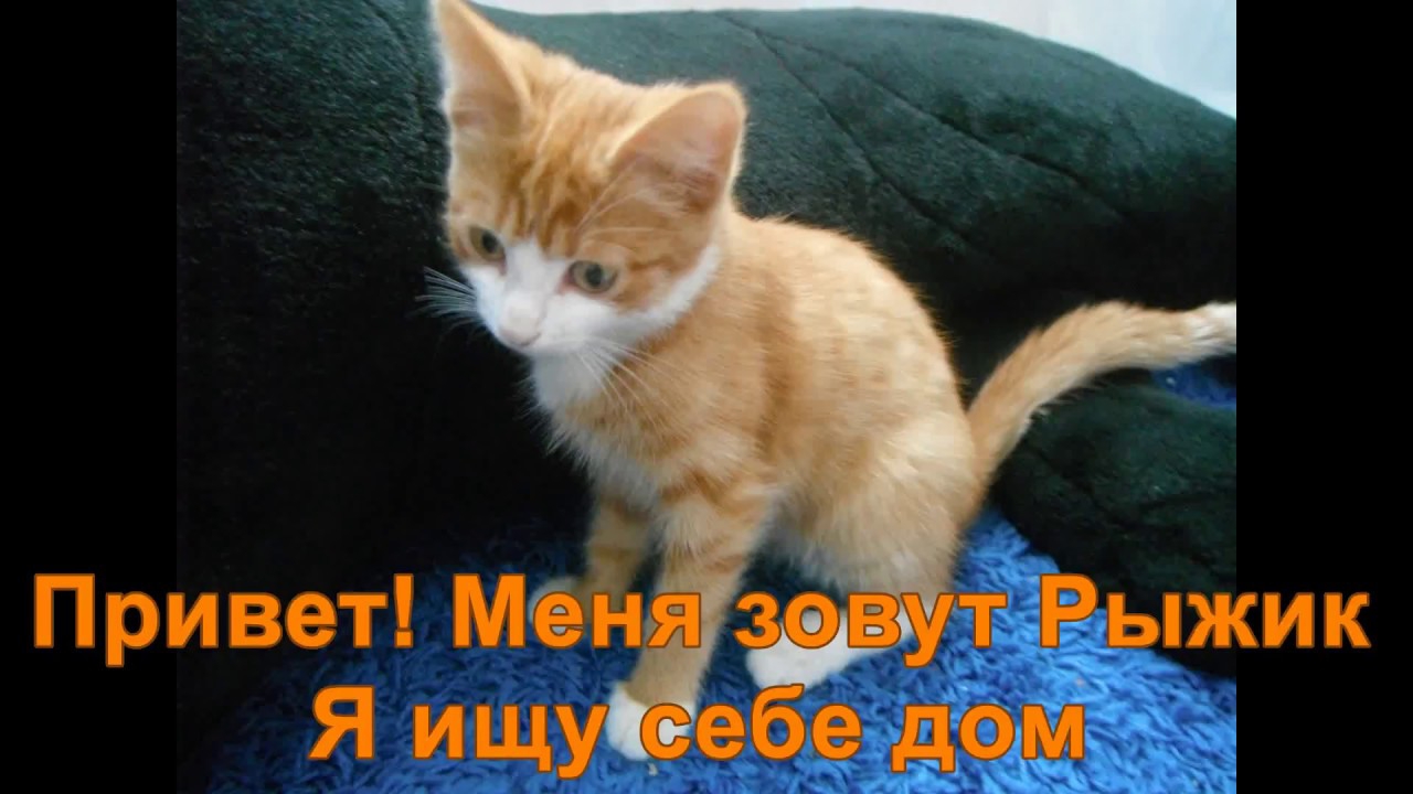 Котенок  Рыжик