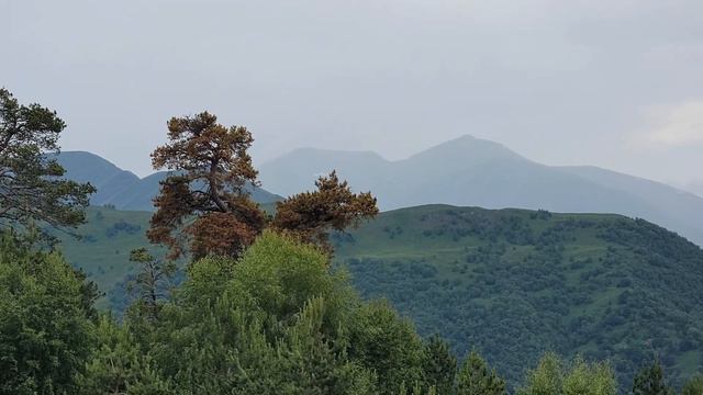 Местность Тарикь,Цунтинский район село Хупри.08.07.2024 год