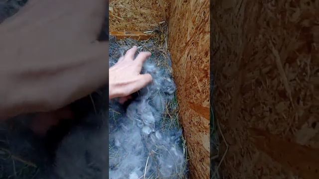Туманка стала мамой