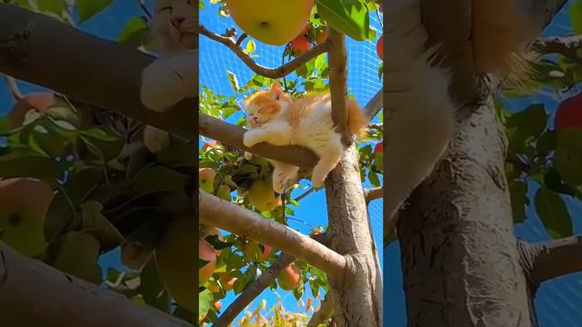 Милота