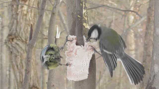 Синицы. Борьба за сало и мирный договор ( Parus major, Cyanistes caeruleus )