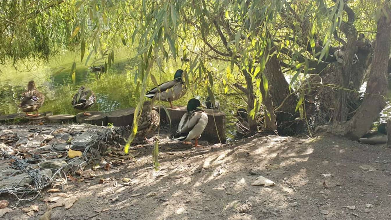 🐢Тортилин пруд — гордость и украшение Городского парка Зеленоградска🐈. 24.09.2024 год.🌞