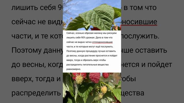 Не обрезайте верхушки малины, срежете 90% урожая. «Хитрости» опытных садоводов