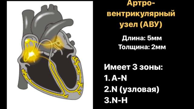 ВИДЕОУРОК - Проводящая система сердца