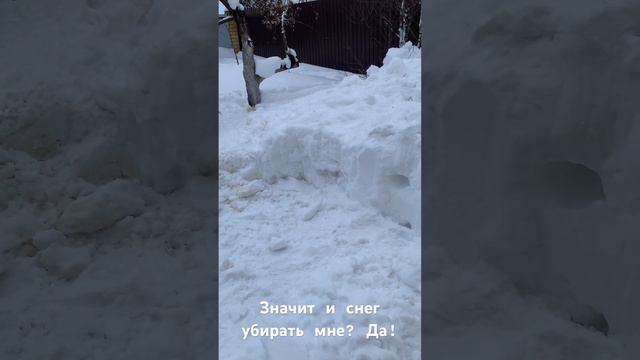 У собак тоже пришлось много убрать снега.