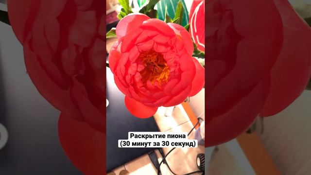 ПИОН • распустился • КРАСОТА ПРОЦЕССА и ЖИЗНИ #пион