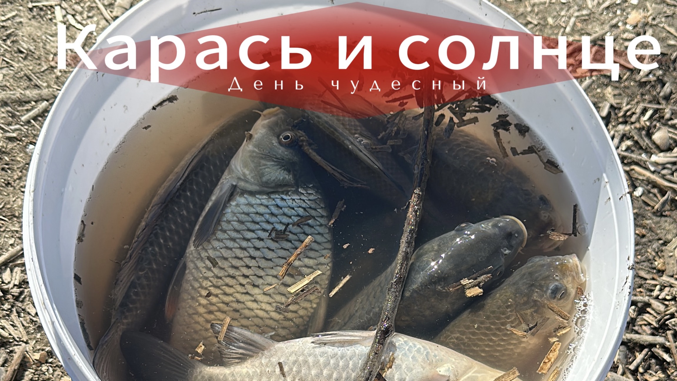 Карась (душман) в сентябре на удочку. Дон, волгоградская область. Рыбалка на Дону. Удочка и поплавок