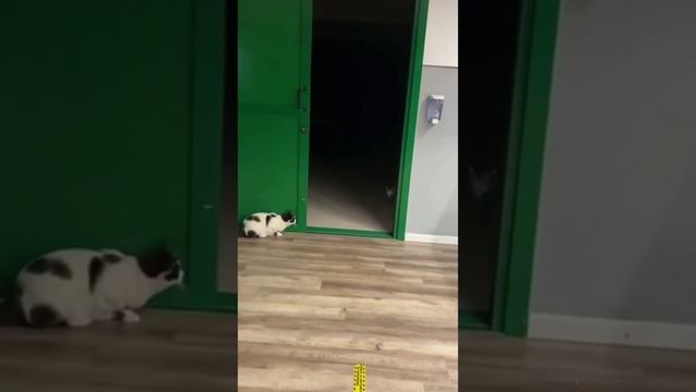 Котоновости #МыКотофеи