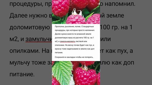 Не забудьте внести это под малину в сентябре, до холодов, чтоб ветки были усыпаны урожаем