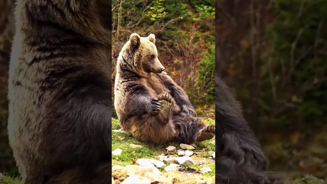 A moment of rest and foot care as well 😂😂😂🐻🐻
https://animalsnewsworld.com/?s=animals