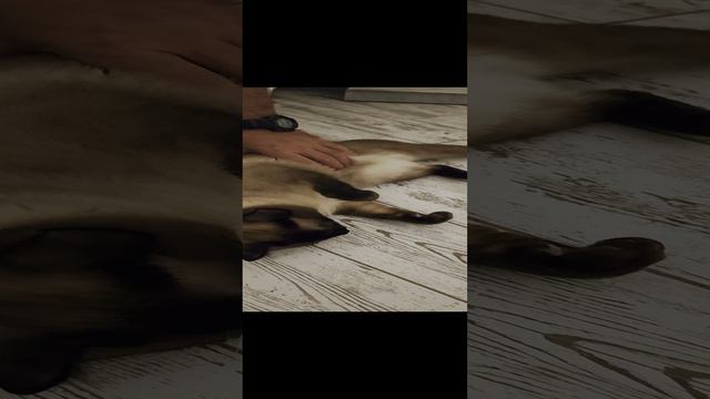 Львиные валяния