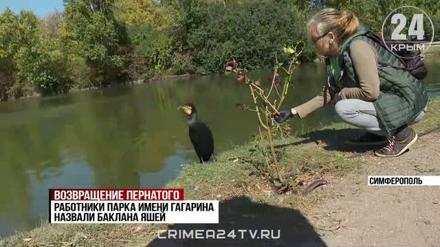 Знаменитый баклан Яша прилетел на зимовку в симферопольский парк Гагарина