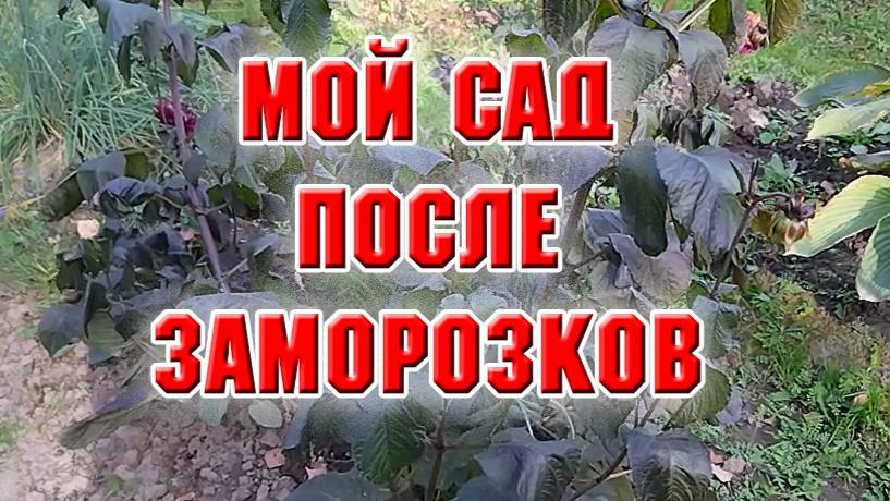 Сад после ночного заморозка