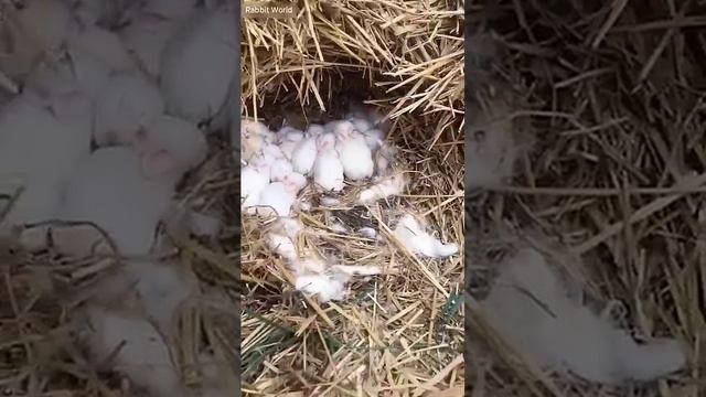 New Born Baby Rabbits #animal  #pets #rabbit #bunny #love