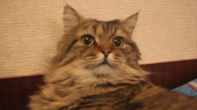 MVI_0238.MOV