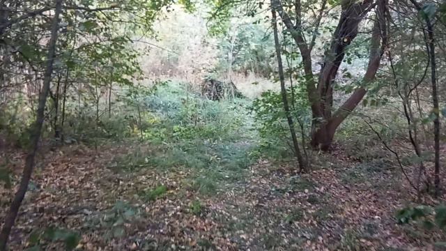 Осенняя алейка.
