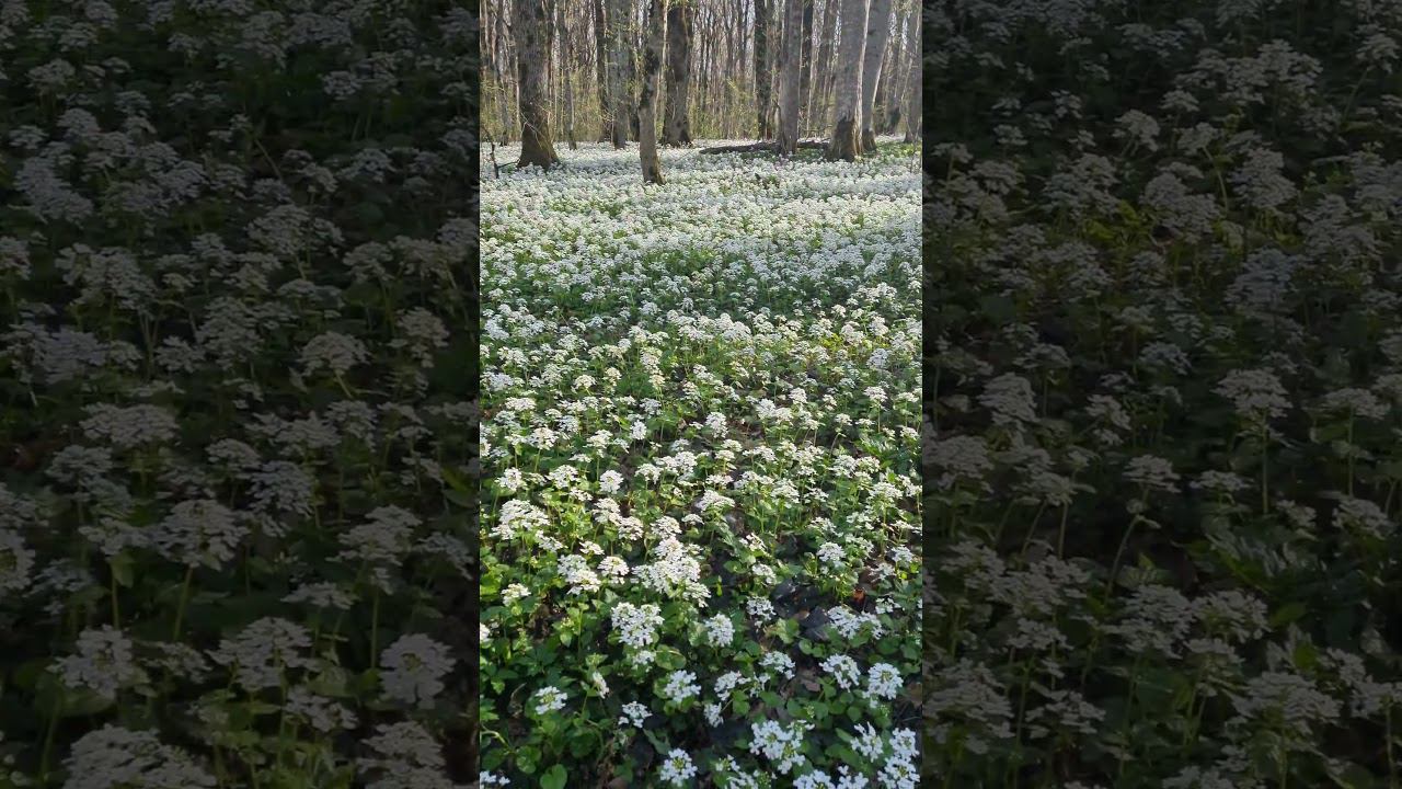 Поляна в лесу усыпанная цветами: Весна Апрель