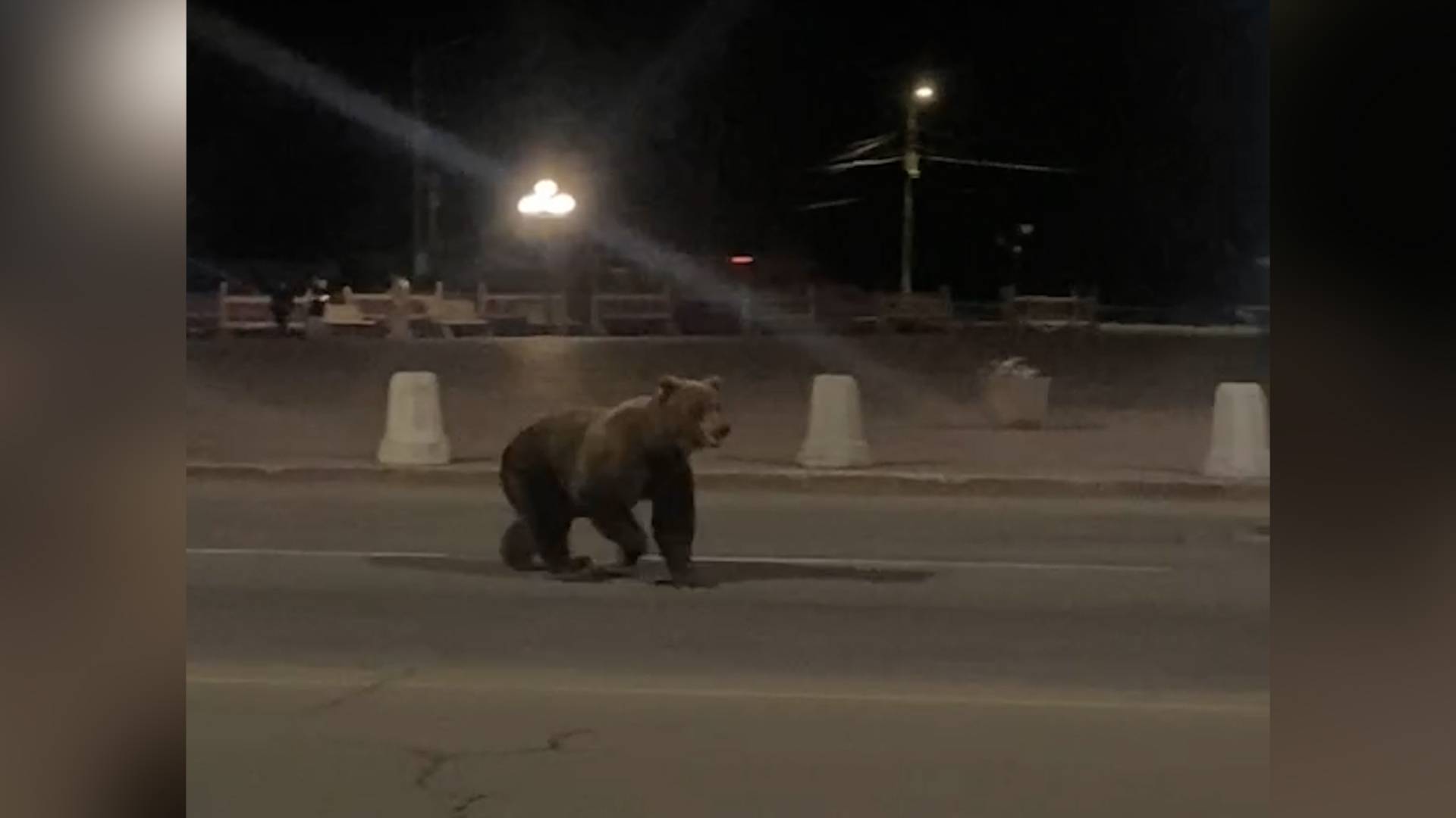 КОСОЛАПЫЕ В ГОРОДЕ