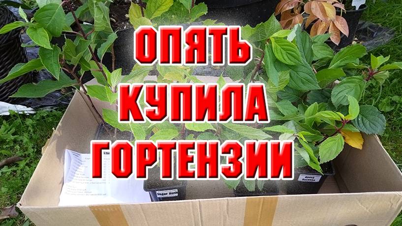 Держите меня семеро! Опять купила гортензии