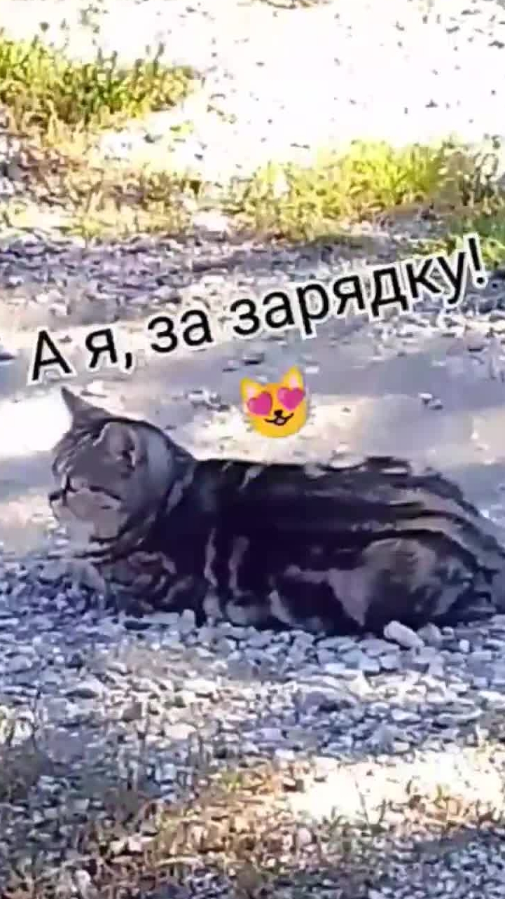 💥Заменила приседания!💥 #кошки #приколы #смешое