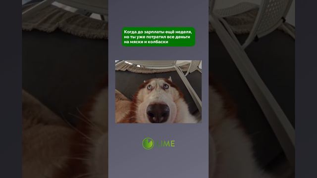 Lime всегда подкинет до зарплаты💰#собаки #хаски #деньгионлайн #деньгинакарту #займыонлайн #займы