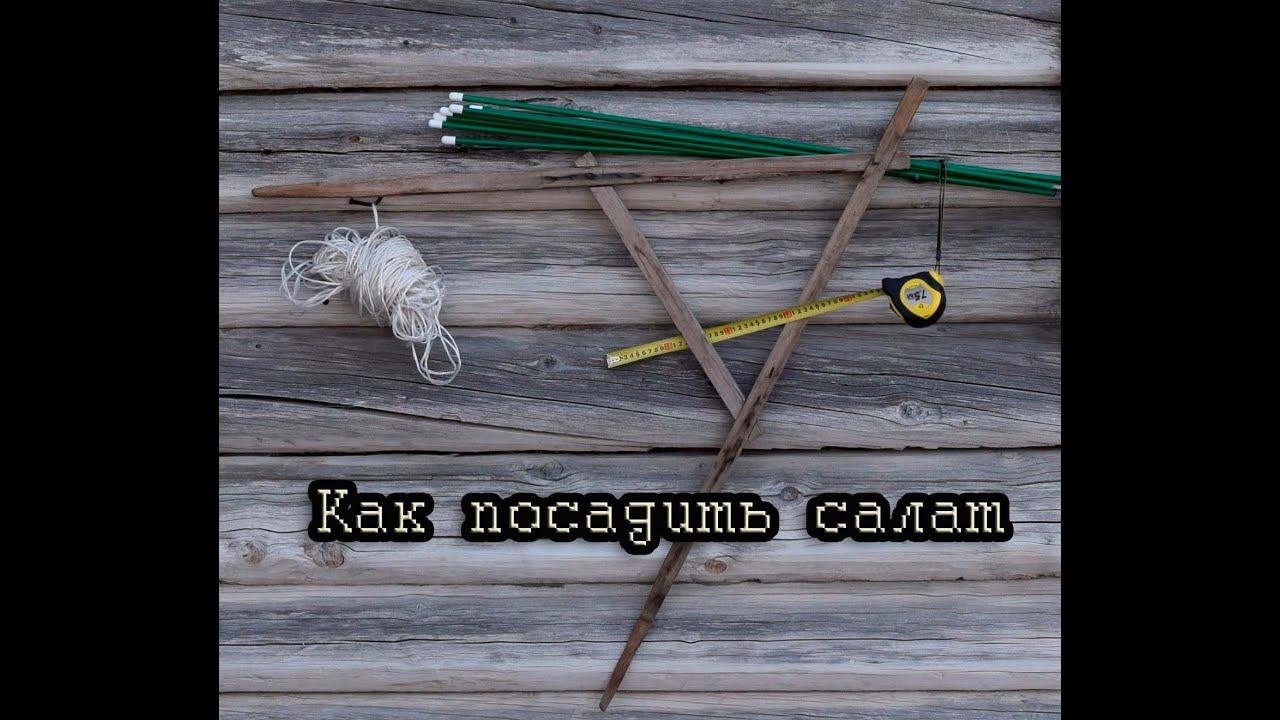 Как посадить салат