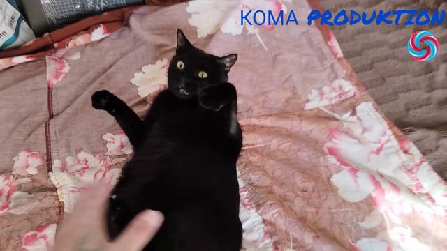 Котяра.mp4