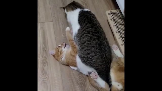 Коты борются. Коты дерутся  веселые коты