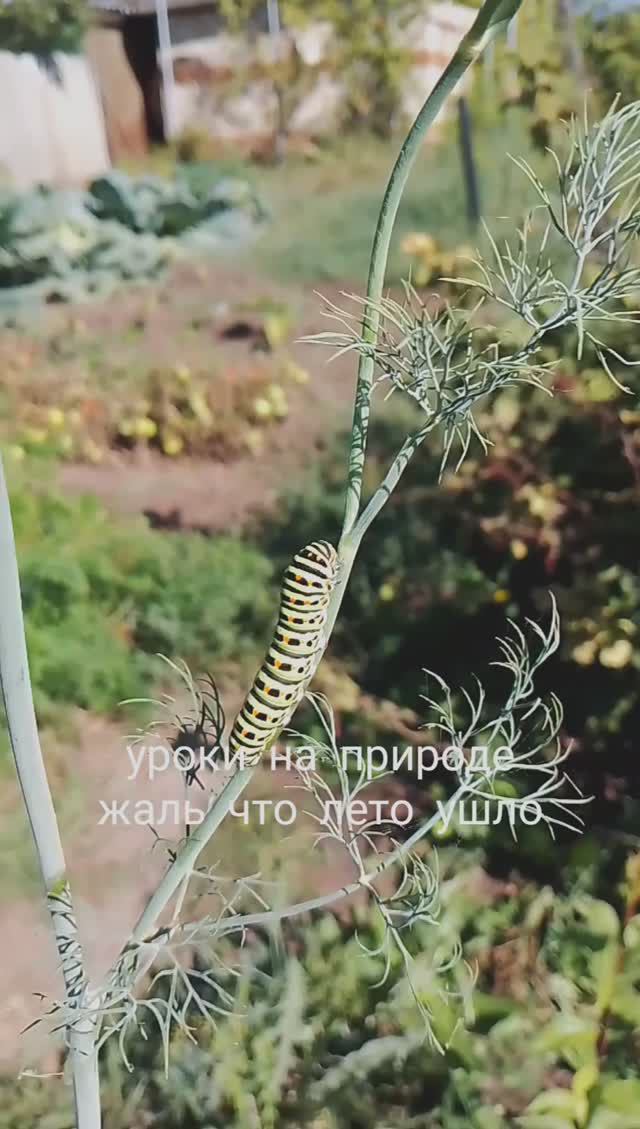 уроки на природе, жаль что лето ушло